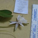 site14 fragrant  water lilly 1